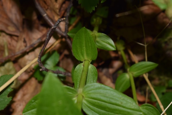 Foglie di Gentiana asclepiadea