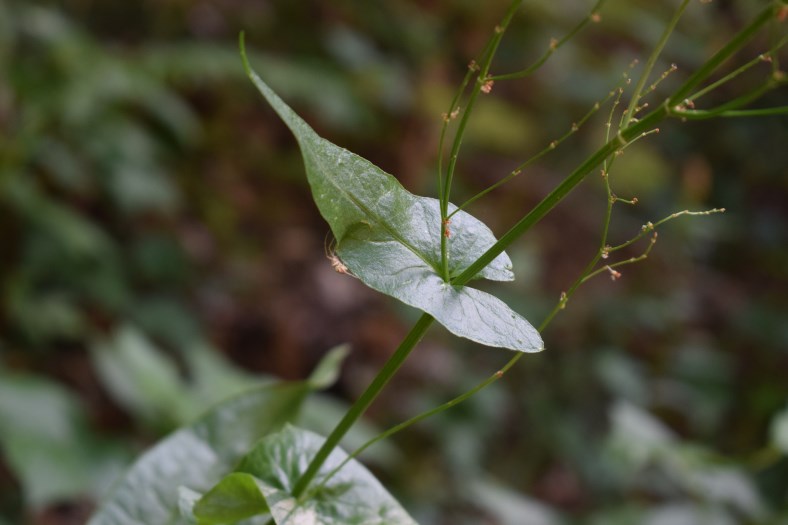 Quale rumex?  Rumex acetosa