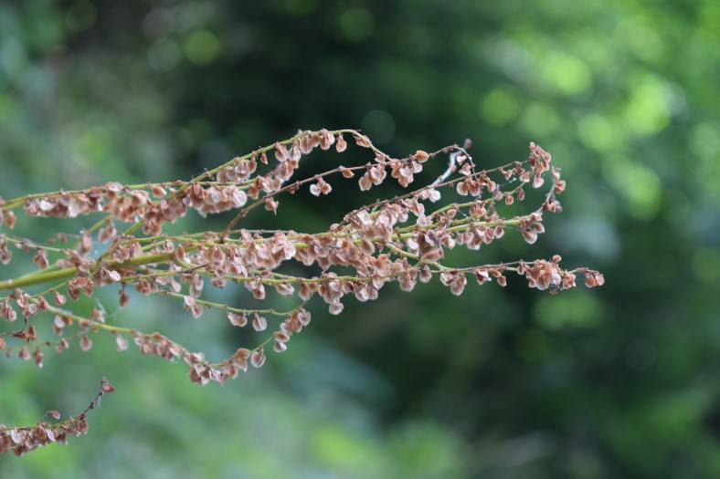 Quale rumex?  Rumex acetosa