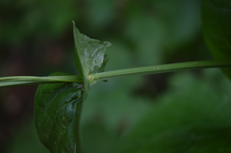 Quale rumex?  Rumex acetosa