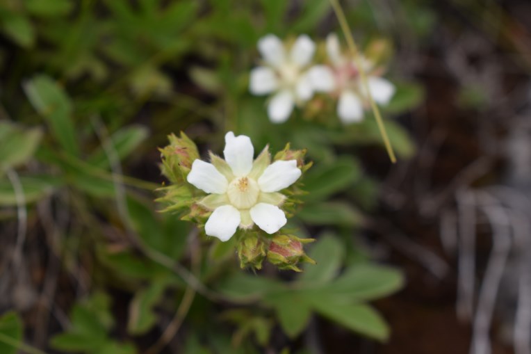 Potentilla caulescens