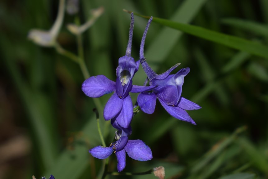 Delphinium consolida / Speronella consolida
