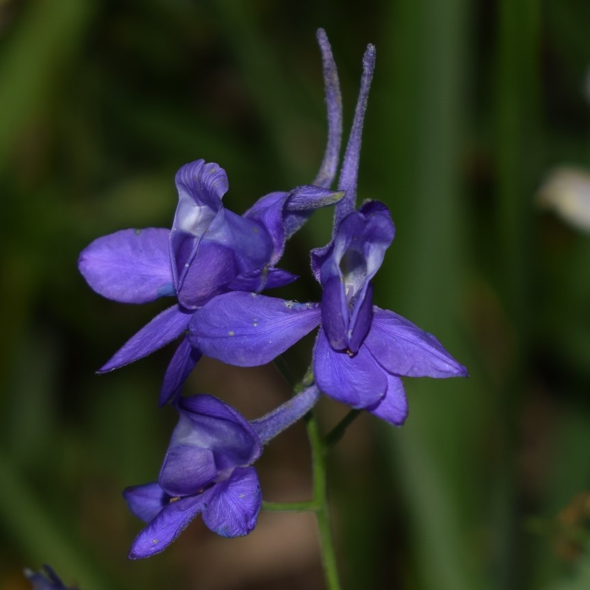 Delphinium consolida / Speronella consolida