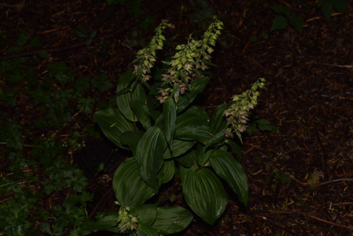 Epipactis sp. e E. helleborine