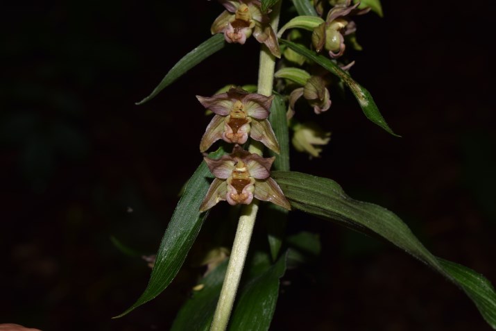 Epipactis sp. e E. helleborine