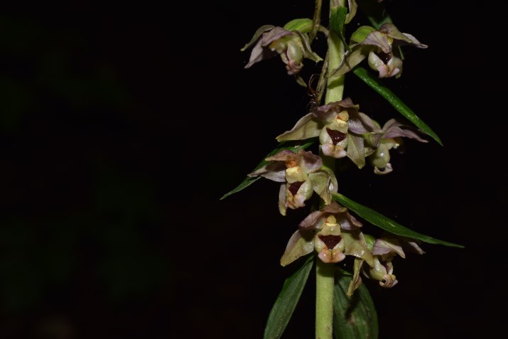 Epipactis sp. e E. helleborine