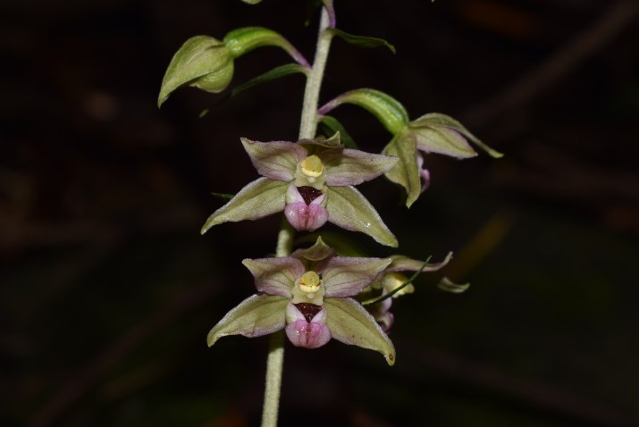 Epipactis sp. e E. helleborine