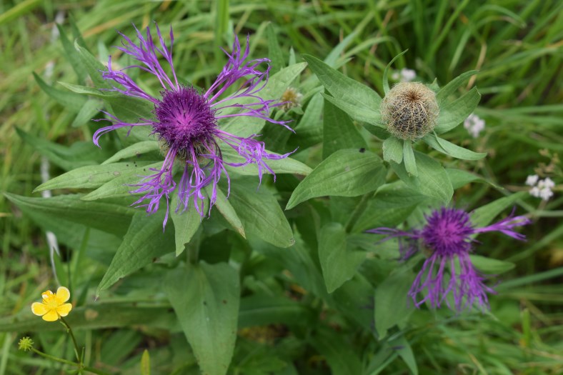 Centaurea nervosa