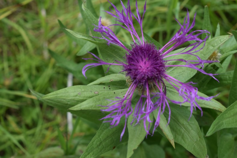 Centaurea nervosa