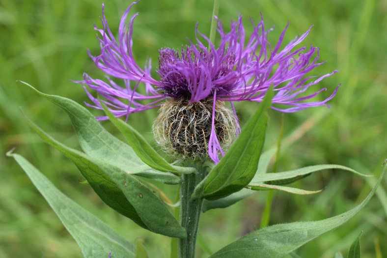 Centaurea nervosa