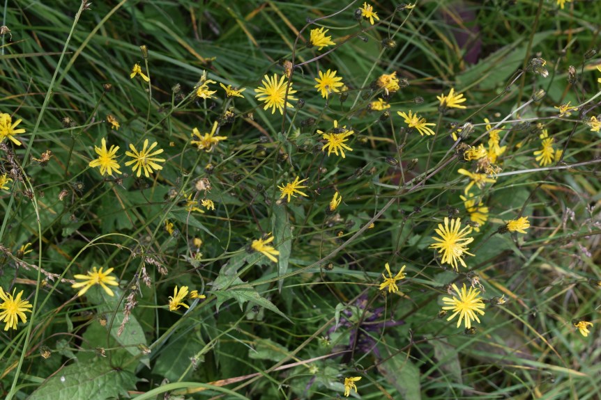 Crepis paludosa / Radicchiella a pappo giallastro