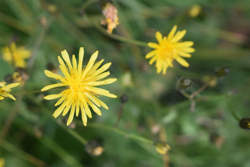 Crepis paludosa / Radicchiella a pappo giallastro