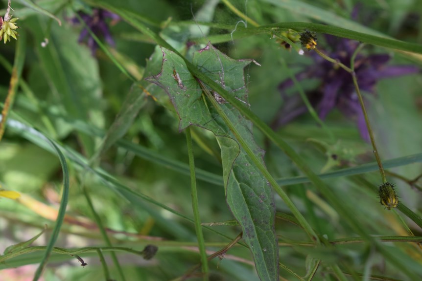 Crepis paludosa / Radicchiella a pappo giallastro