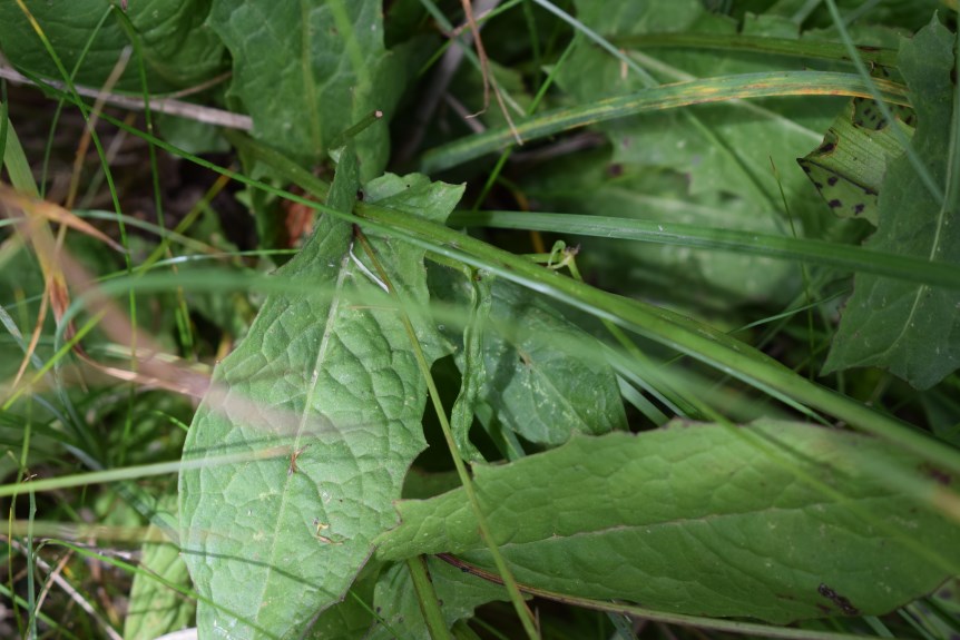 Crepis paludosa / Radicchiella a pappo giallastro