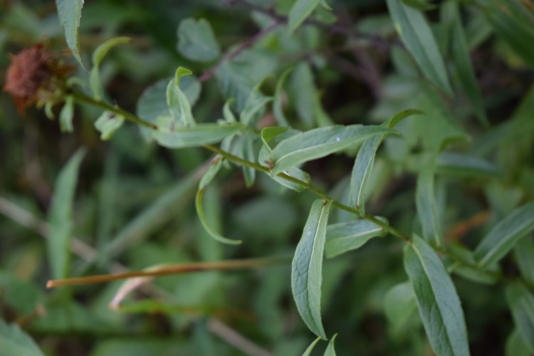 Inula salicina
