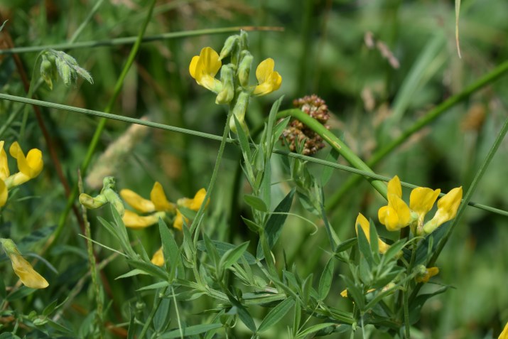Lathyrus pratensis?