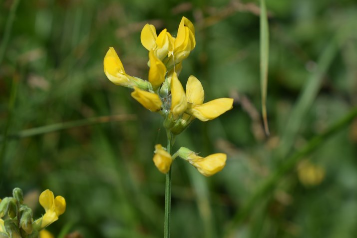Lathyrus pratensis?