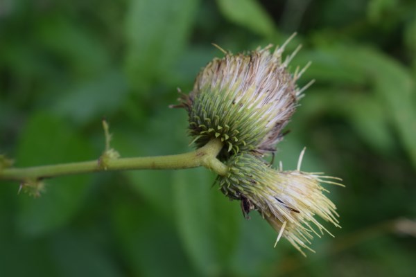 Cirsium erisithales