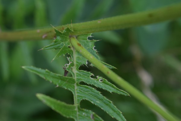 Cirsium erisithales
