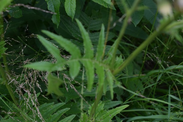 Cirsium erisithales