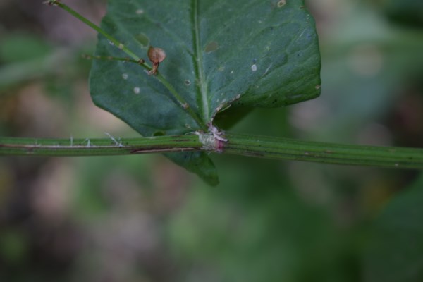 Quale rumex?  Rumex acetosa