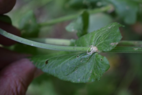 Quale rumex?  Rumex acetosa