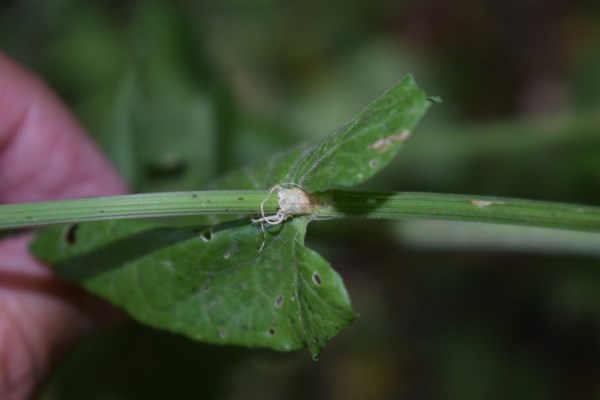 Quale rumex?  Rumex acetosa