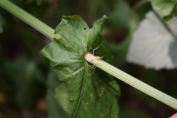 Quale rumex?  Rumex acetosa