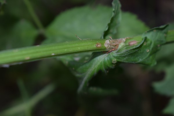 Quale rumex?  Rumex acetosa