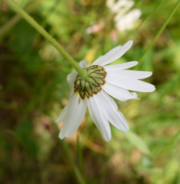 Leucanthemum?