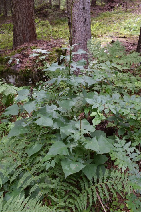 Cicerbita alpina / Lattuga alpina