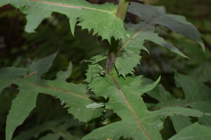 Cicerbita alpina / Lattuga alpina