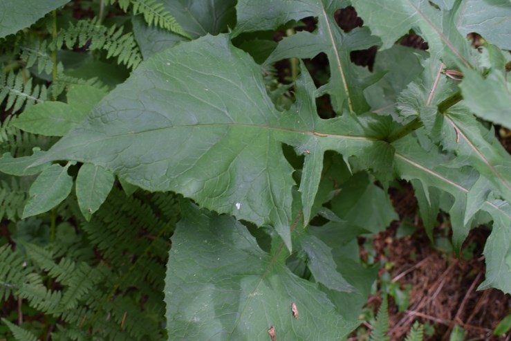 Cicerbita alpina / Lattuga alpina