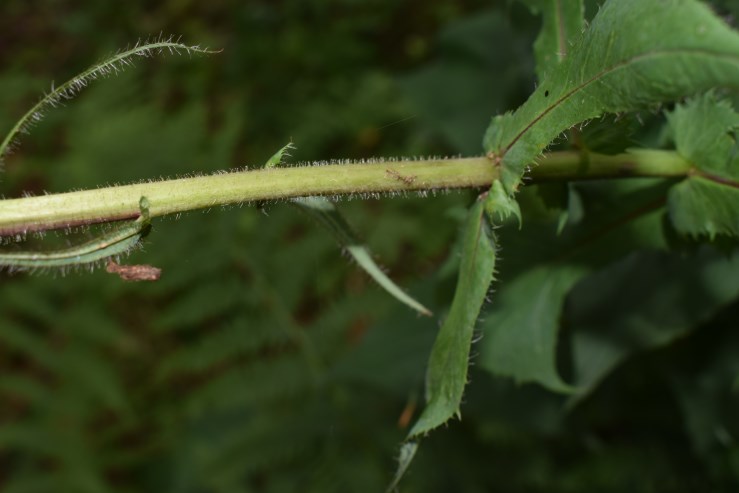 Cicerbita alpina / Lattuga alpina