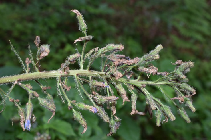 Cicerbita alpina / Lattuga alpina