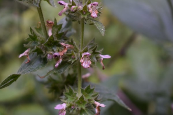 Lamiacea - Stachys cfr. alpina