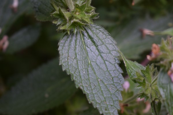 Lamiacea - Stachys cfr. alpina