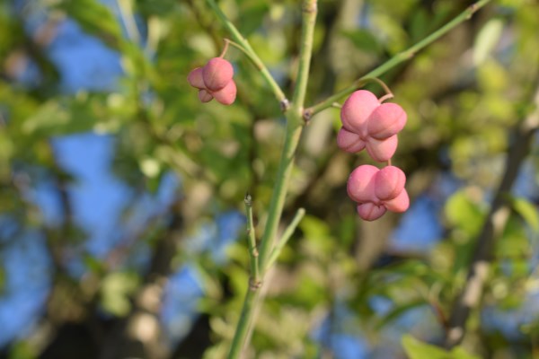 Frutti rossi - Euonymus europaeus