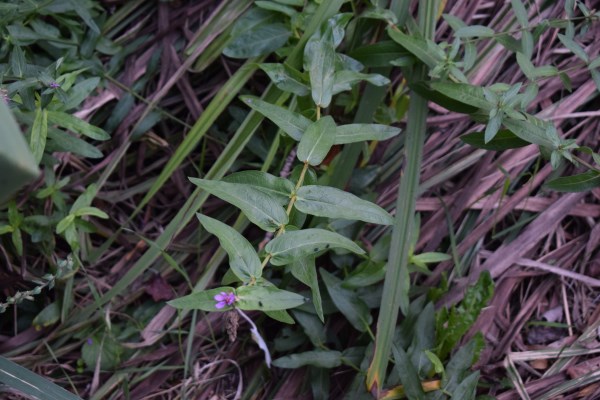 Laghetto - Lythrum salicaria