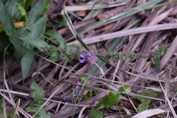 Laghetto - Lythrum salicaria