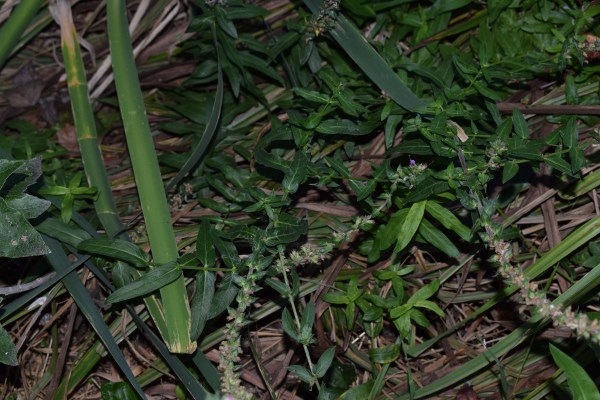 Laghetto - Lythrum salicaria