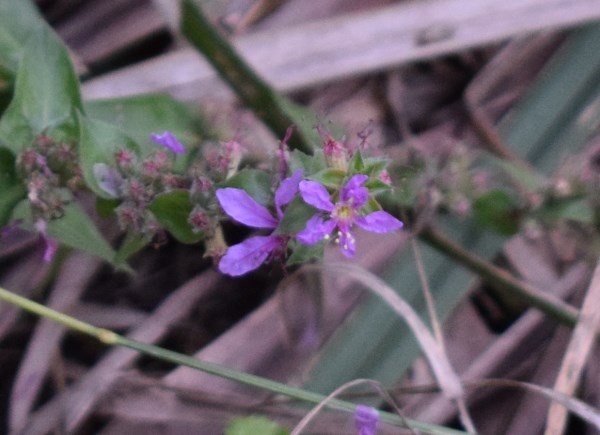 Laghetto - Lythrum salicaria