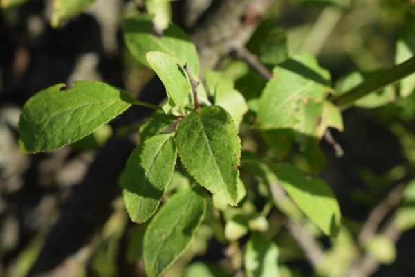 Frutti rossi - Euonymus europaeus