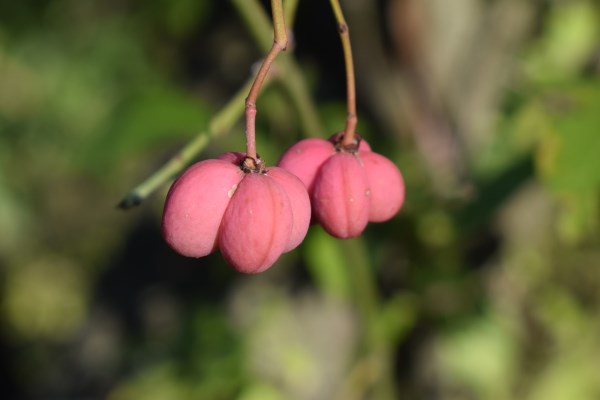Frutti rossi - Euonymus europaeus
