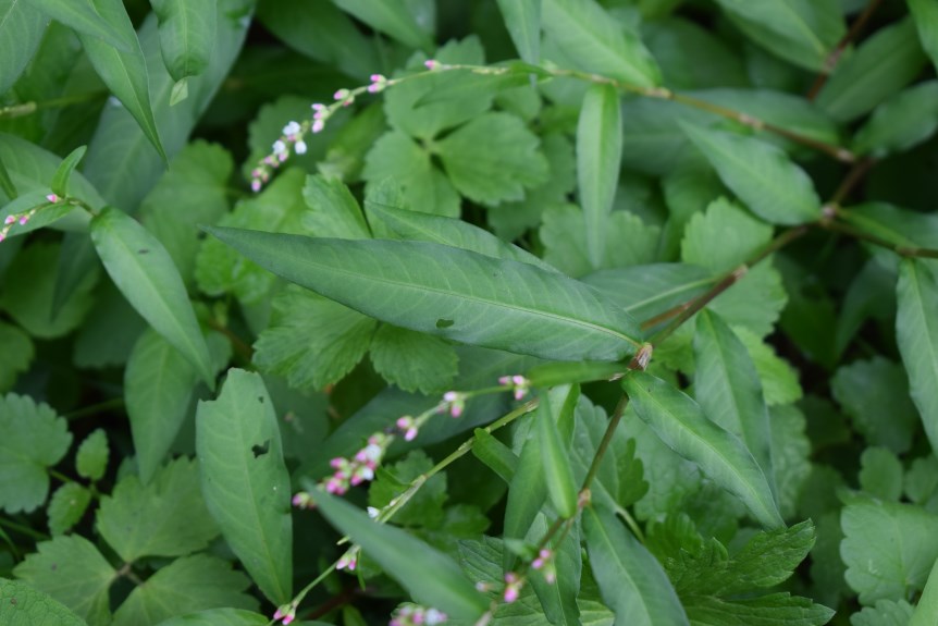 Persicaria hydropiper?