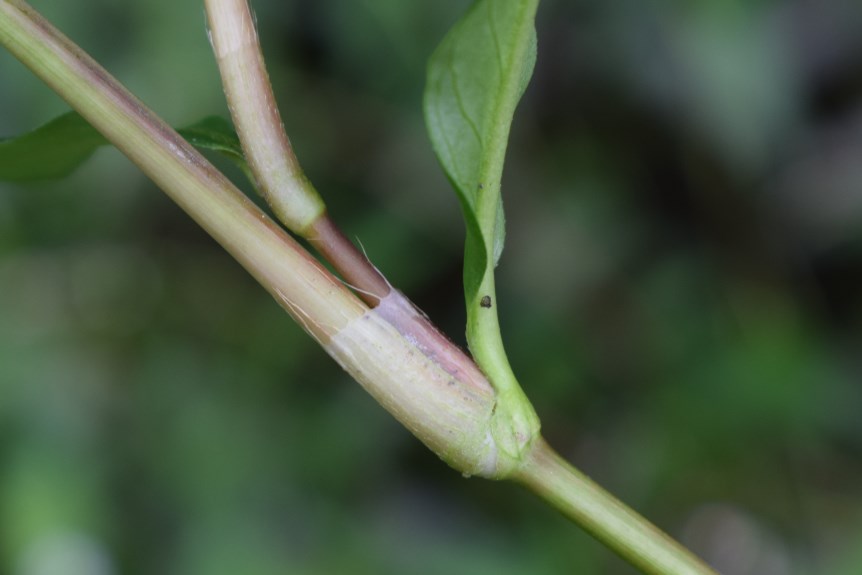 Persicaria hydropiper?