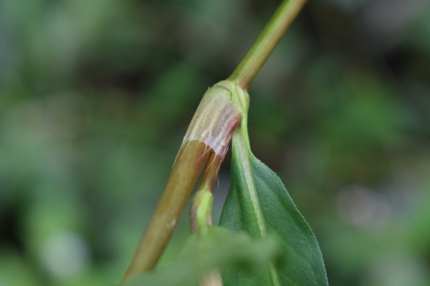 Persicaria hydropiper?