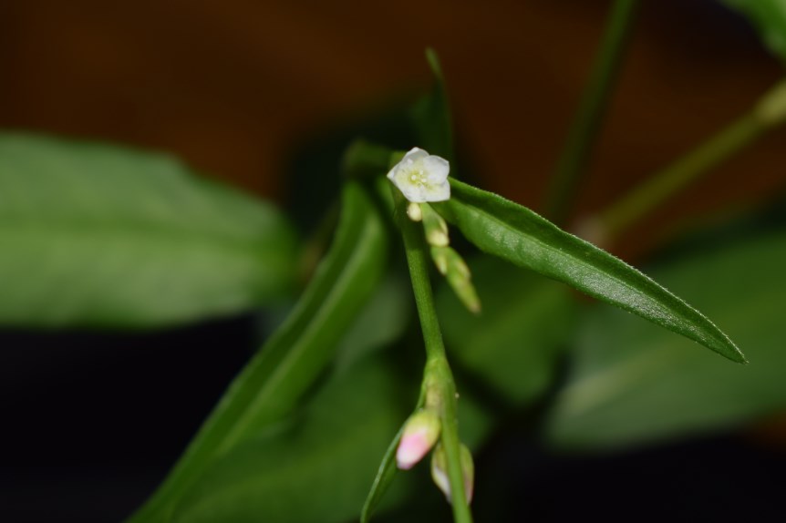 Persicaria hydropiper?