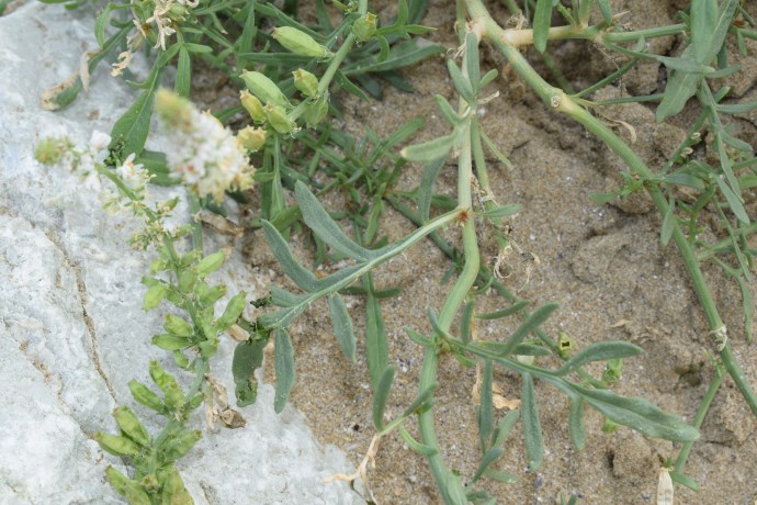 Reseda alba / Reseda bianca
