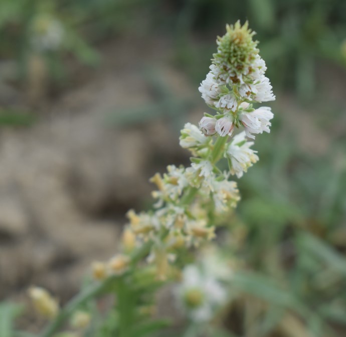 Reseda alba / Reseda bianca